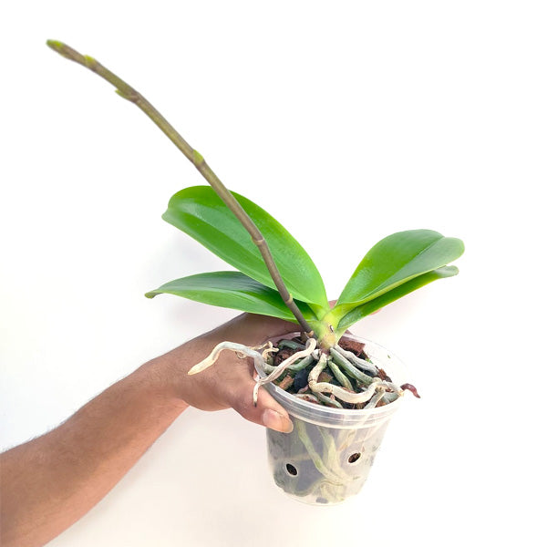 Phalaenopsis Grazia - FF