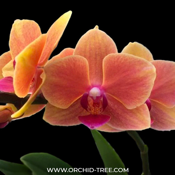 Phalaenopsis Grazia - FF