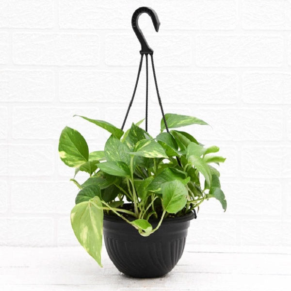 Money Plant Green (hanging)