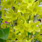 Dendrobium Green Surprise 'Windy' - BS