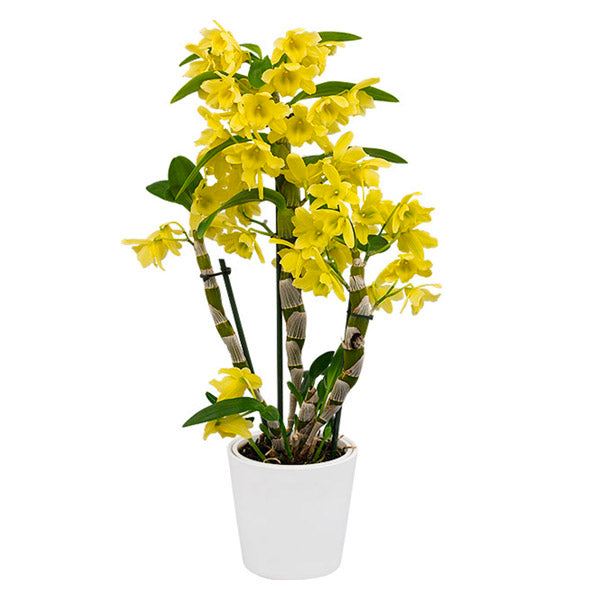 Dendrobium Green Surprise 'Windy' Orchid Plants - BS