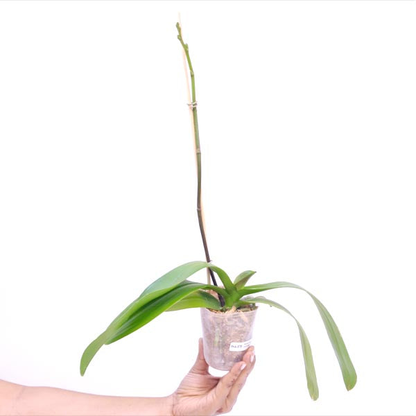 Phalaenopsis Fusheng's Green Earth Orchid Plant - FF