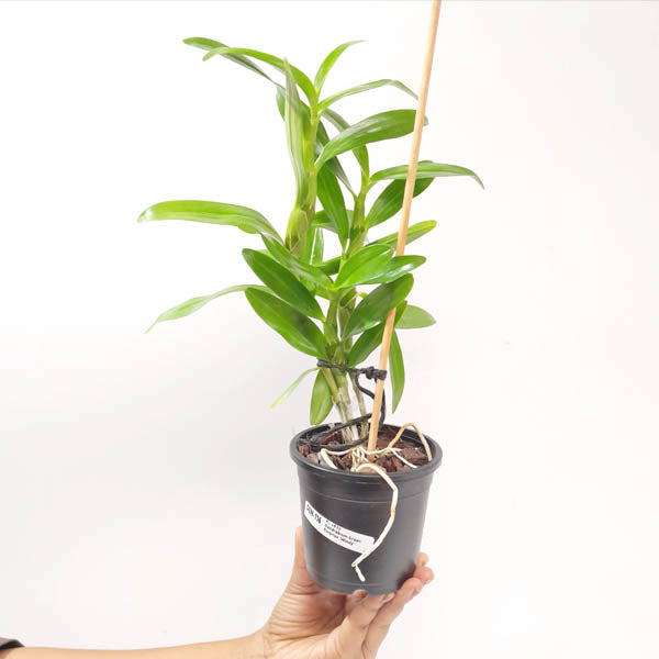 Dendrobium Green Surprise 'Windy' Orchid Plants - BS