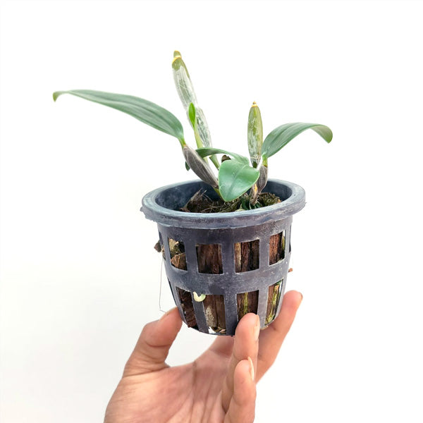 Dendrobium griffithianum sp. - BS