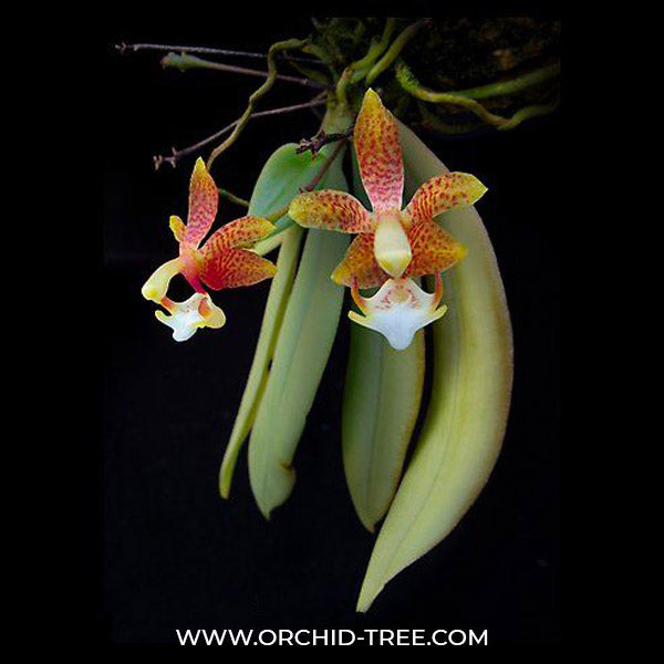 Grosourdya appendiculata sp. - BS
