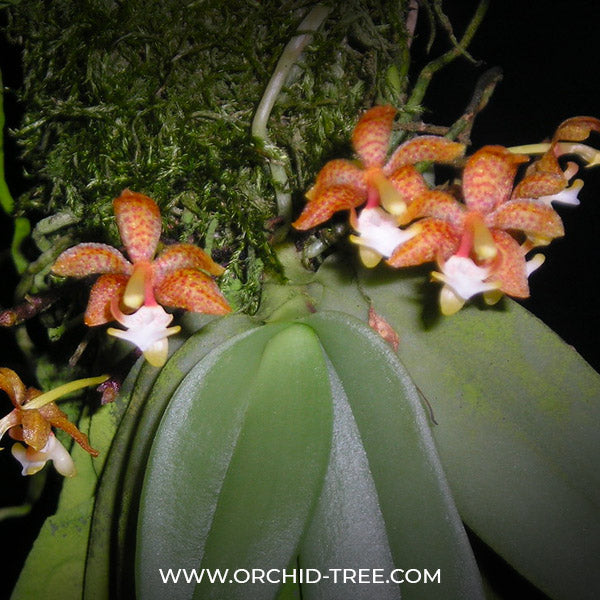 Grosourdya appendiculata sp. - BS