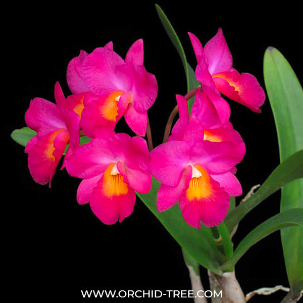 Cattleya Guaricattonia Jairak Jewel 'Red' - BS