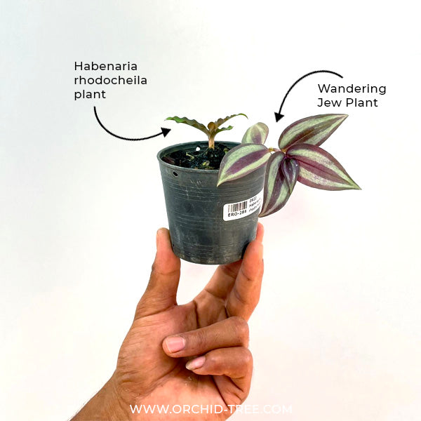 Habenaria rhodocheila Red - BS