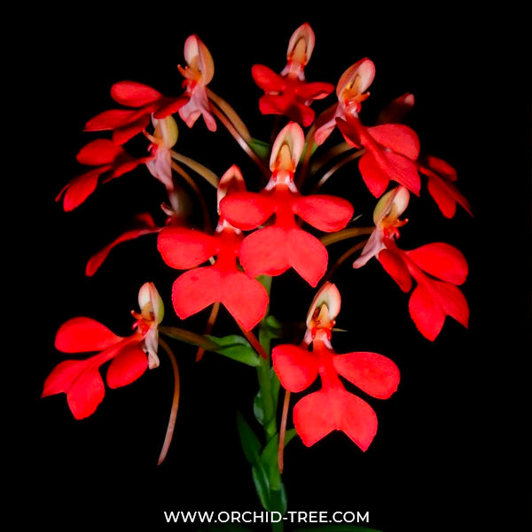 Habenaria rhodocheila Red - BS