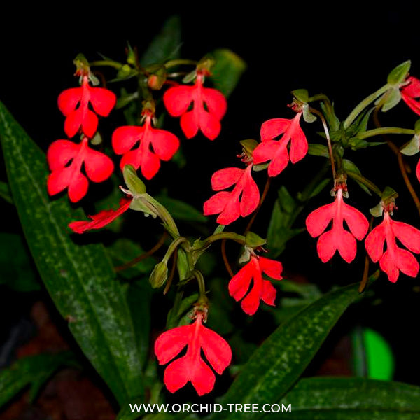 Habenaria rhodocheila Red - BS