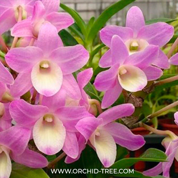 Dendrobium Hamana Lake Dream 'Kumi' Orchid Plant - BS - Buy Orchids Plants Online by Orchid-Tree.com
