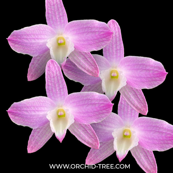 Dendrobium Hamana Lake Dream 'Kumi' Orchid Plant - FF