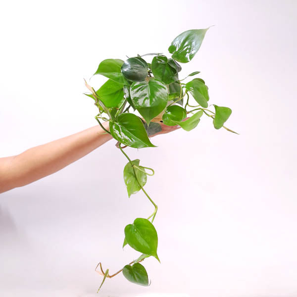 Philodendron Green Heart Leaf Small Pot