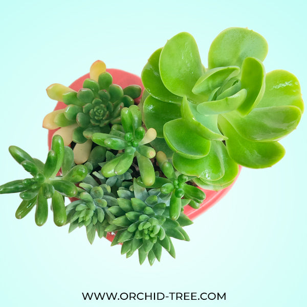 Heart Succulent Arrangement