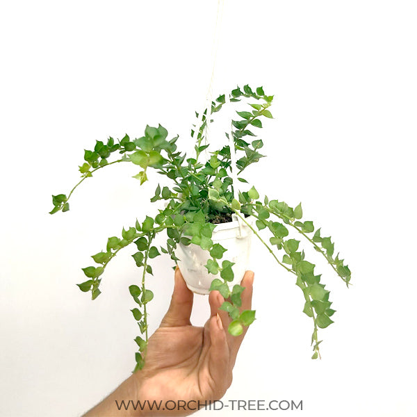 1000 hearts | Hanging Plant