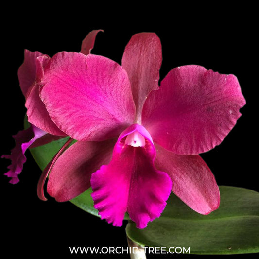 Cattleya Hellia Biani Ferreira Orchid Plant - BS