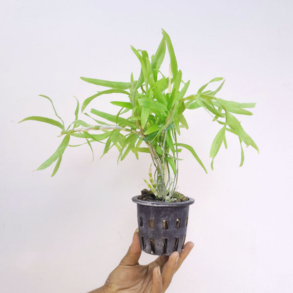 Dendrobium hercoglossum sp. Orchid Plant - BS