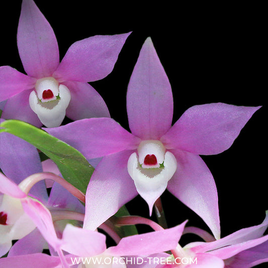 Dendrobium hercoglossum sp. Orchid Plant - BS