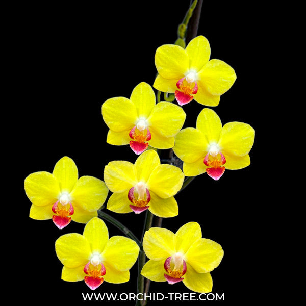 Phalaenopsis Hornglin Moore - FF