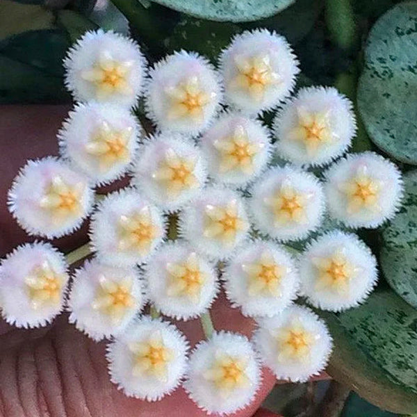 Hoya krohniana 'Eskimo'