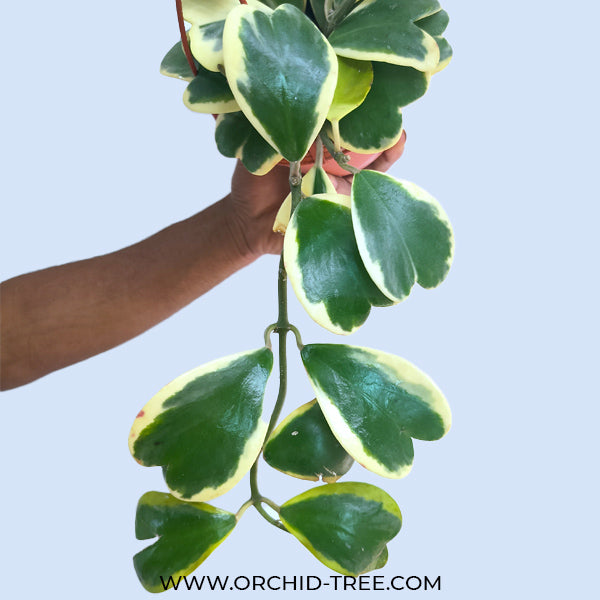 Hoya Kerrii Variegated