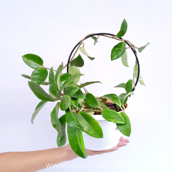 Hoya Carnosa