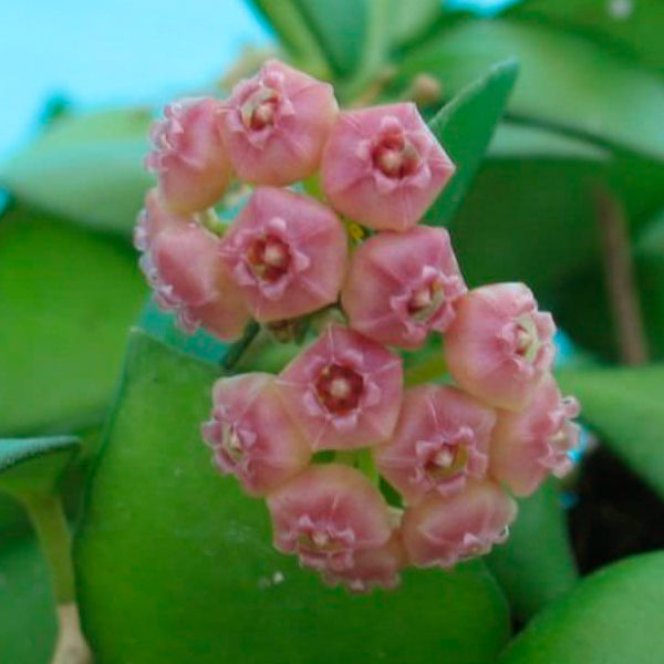 Hoya heuschkeliana variegated