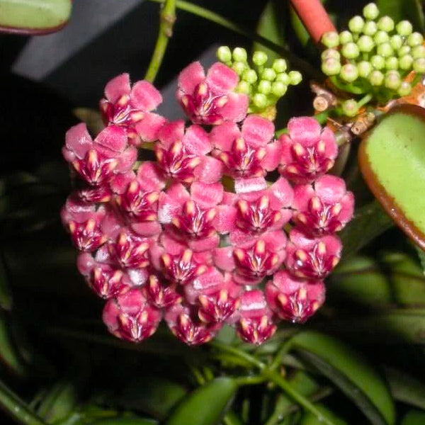 Hoya kentiana variegata