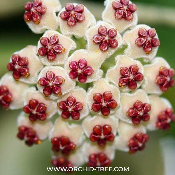 Hoya Kerrii Variegated