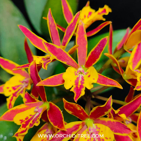 Cattleya (Ett.) Hsiang Yu Gold Coast - BS (Miniature)