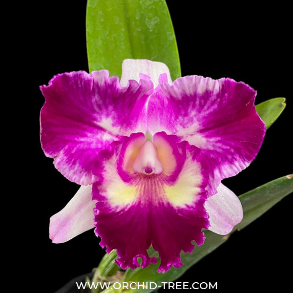 Cattleya Chan Hsiu Jewel x Mary's Song - FF