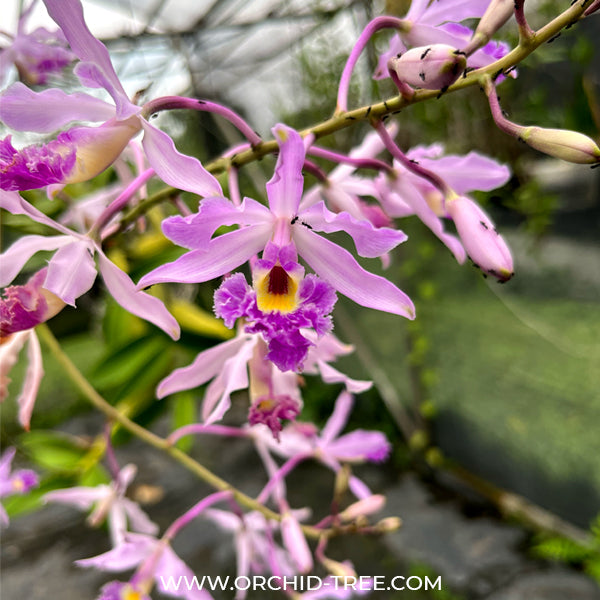Myrmecophila humboldtii sp.(Bare Root Divisions) - BS