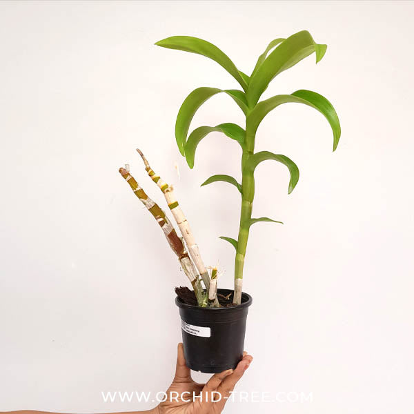 Dendrobium Humming Butterfly #1 Orchid Plant - BS