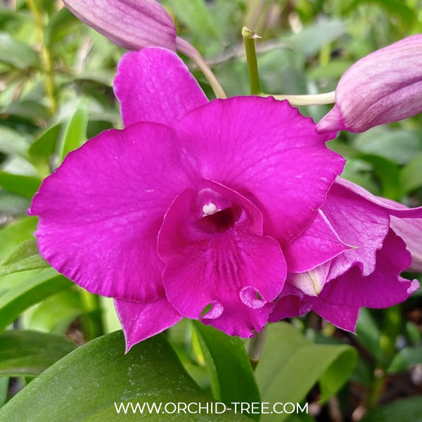 Dendrobium Humming Butterfly Orchid Plant - NBS