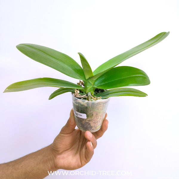Phalaenopsis I-Hsin Adzuki Bean - BS
