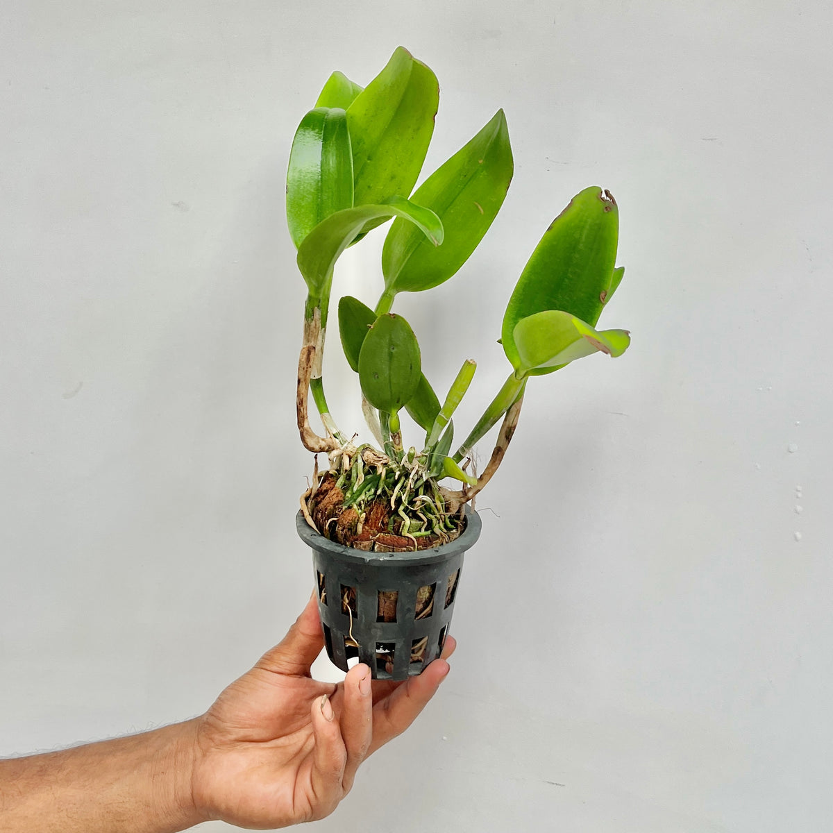 Cattleya Mister Jousiffe #2 Orchid Plant - BS - Buy Orchids Plants Online by Orchid-Tree.com