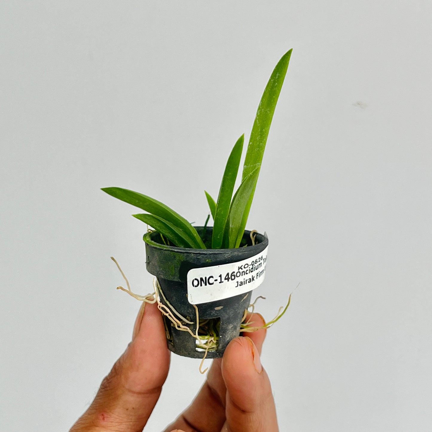 Oncidium Tolumnia Jairak Firm Lion Orchid Plant - BS (Miniature)