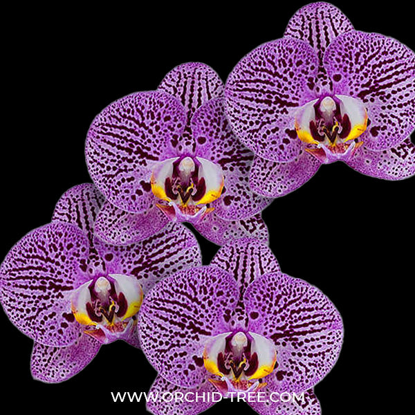 Phalaenopsis Impulsive Orchid Plant - FF