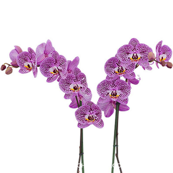 Phalaenopsis Impulsive Orchid Plant - FF