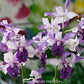 Dendrobium Indonesia Raya Blue Orchid -BS