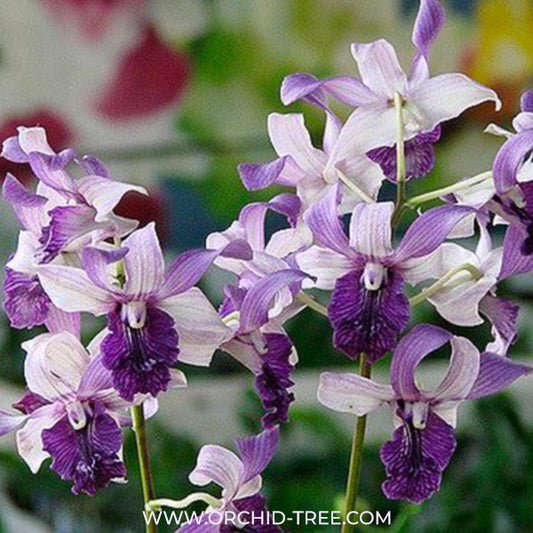 Dendrobium Indonesia Raya Blue Orchid -BS