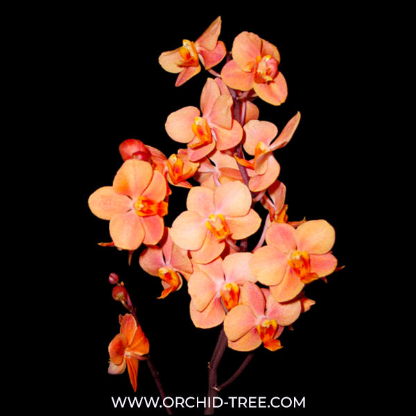 Asconopsis Irene Dobkin 'Elmhurst' Orchid Plant - BS