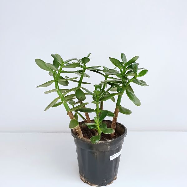Jade plant (Crassula Ovata) Big Leaf