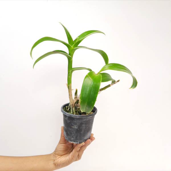 Dendrobium Burana Jade Variegated Leaves Orchid Plant - BS