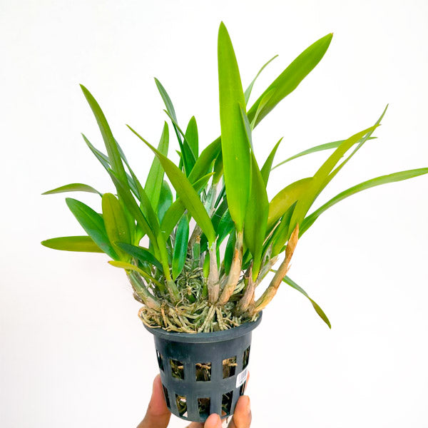 Cattleya (Cattleytonia) Jamaica Red - BS - Buy Orchids Plants Online by Orchid-Tree.com