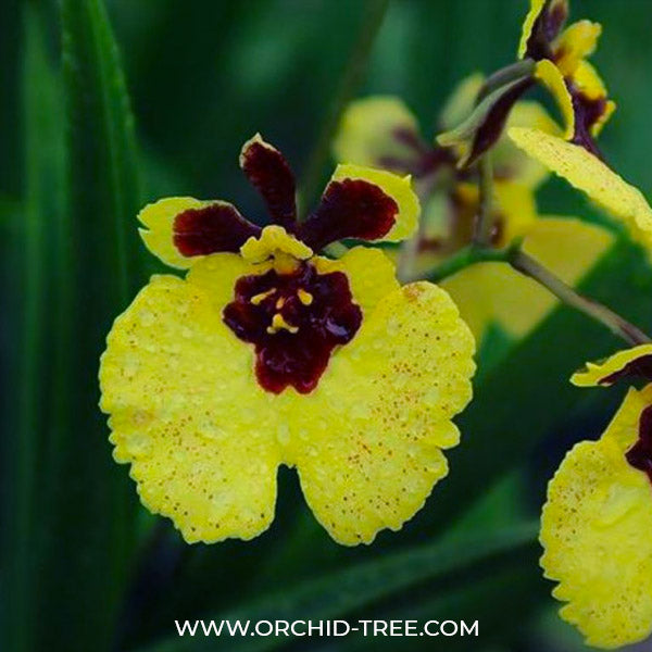 Oncidium Tolumnia Jairak Firm Lion - BS