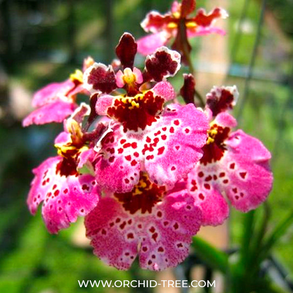 Tolumnia Jairak Rainbow 'Strawberry' - BS