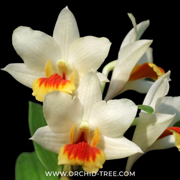 Dendrobium Jairak Wii Orchid Plant - BS - Buy Orchids Plants Online by Orchid-Tree.com