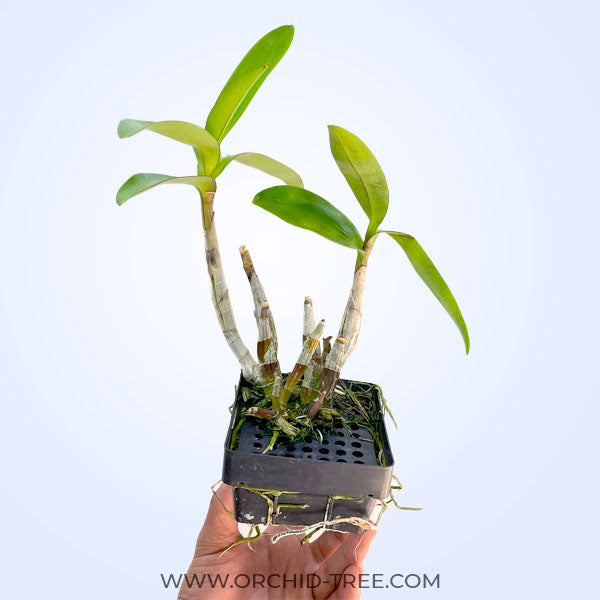 Dendrobium Jairak Antelope 'Scarlet' - BS
