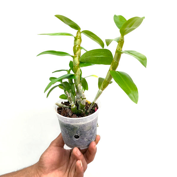 Dendrobium Spring Jewel Miki - BS